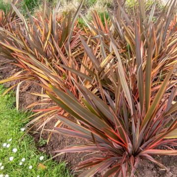 Phormium 'Platts Black'