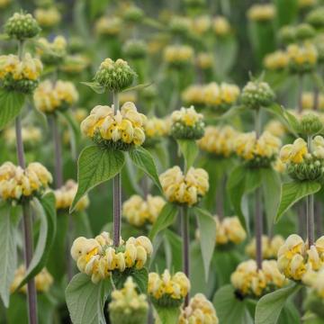 Phlomis russeliana