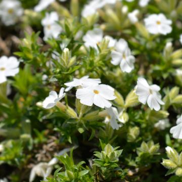Phlox (S) 'White Delight'