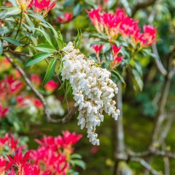 Pieris jap. 'Forest Flame'