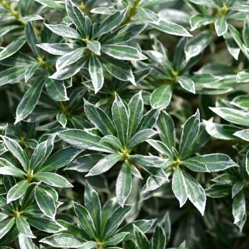 Pieris jap. 'Little Heath'