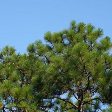Pinus pinea