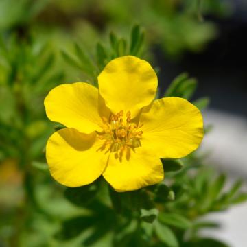 Potentilla frut. 'Goldfinger'