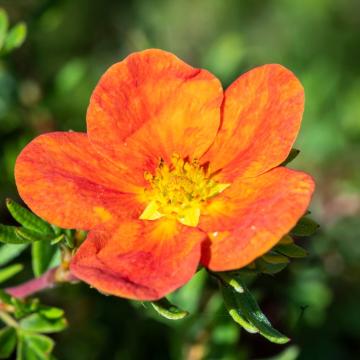 Potentilla frut. 'Red Ace'