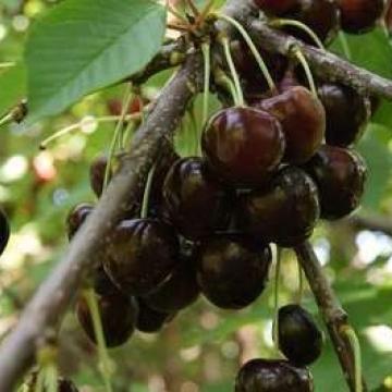 Prunus avium 'Big noir'