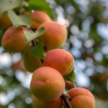 Prunus armeniaca 'Hongaarse'