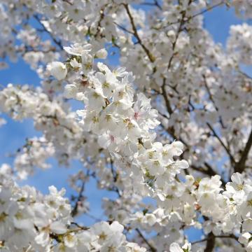 Prunus 'The Bride'