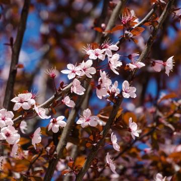 Prunus cerasifera 'Nigra'