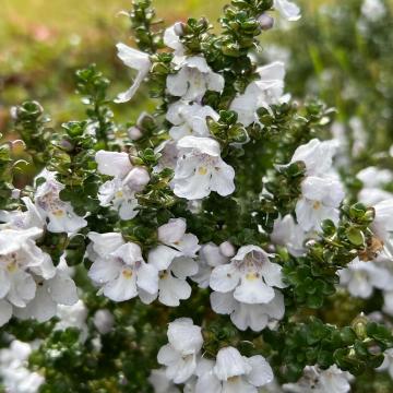 Prostanthera cuneata