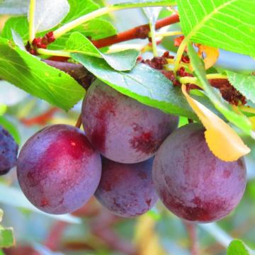 Prunus d. 'Reine Claude Conducta'