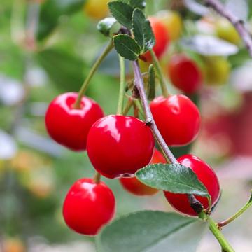 Prunus cerasus 'Kelleris'