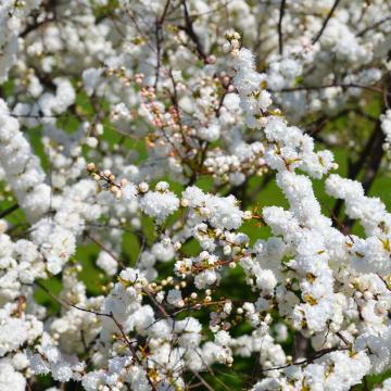 Prunus glandulosa 'Alba Plena'