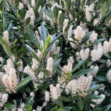 Prunus laur. 'Otto Luyken'