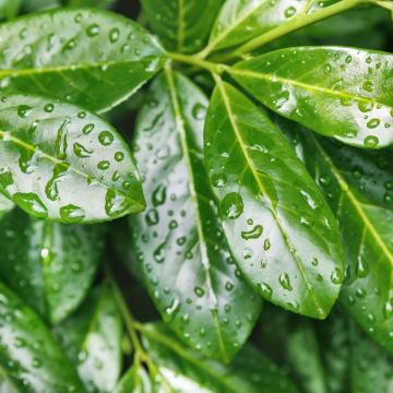 Prunus laur. 'Rotundifolia'