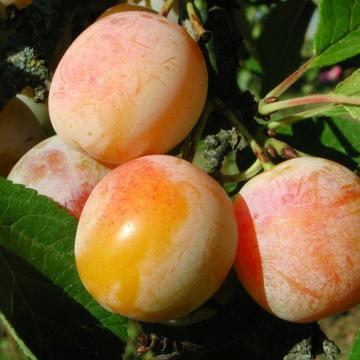 Prunus d. 'Mirabelle de Nancy'