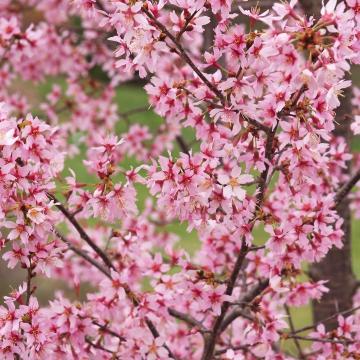Prunus 'Okame'
