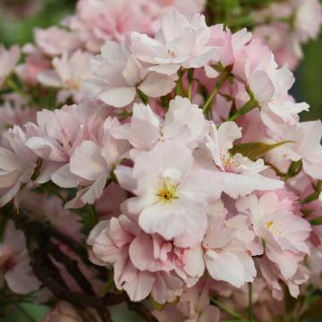 Prunus serr. 'Amanogawa'