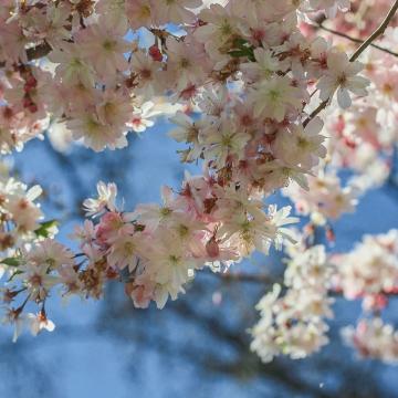 Prunus subh. 'Autumnalis Rosea'
