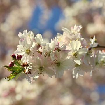 Prunus subh. 'Autumnalis'