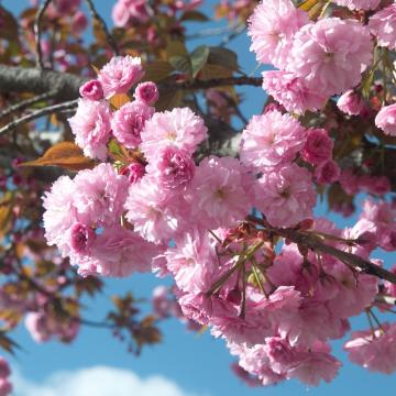 Prunus serr. 'Kanzan'