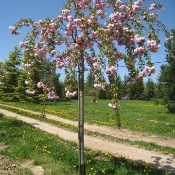 Prunus serr. 'Kiku-shidare-zakura'