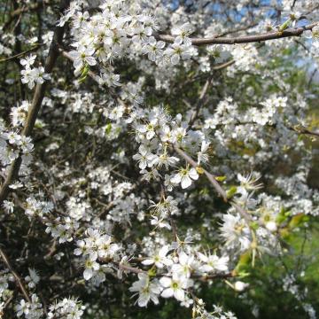 Prunus spinosa