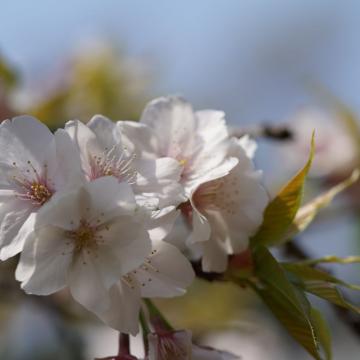 Prunus serr. 'Sunset Boulevard'