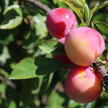 Prunus d. 'Queen Victoria'
