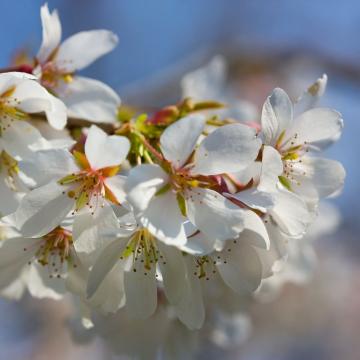 Prunus yedoensis