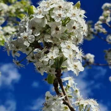 Pyrus calleryana 'Chanticleer'