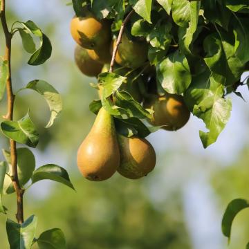 Pyrus comm. 'Conference'