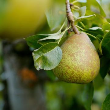 Pyrus comm. 'Doyenné du Comice'