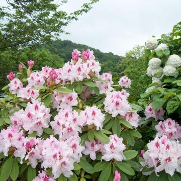 Rhododendron (T) 'Albert Schweitzer'