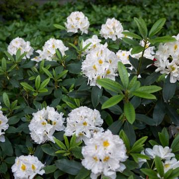 Rhododendron (T) 'Cunningh. White'