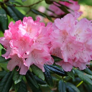 Rhododendron (T) 'Hydon hunter'