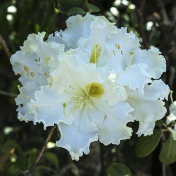 Rhododendron (T) 'Madame Masson'