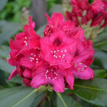 Rhododendron (T) 'Nova Zembla'