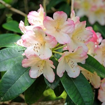 Rhododendron (T) 'Percy Wiseman'