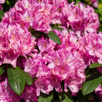 Rhododendron (T) 'Roseum Elegans'