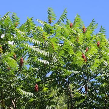 Rhus typhina