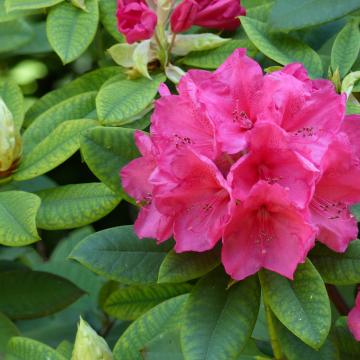Rhododendron (T) 'Wilgen's Ruby'