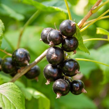 Ribes nigrum CASSIS