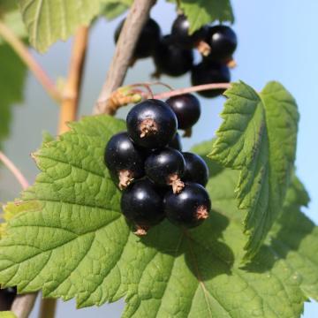 Ribes nigrum 'Titania'