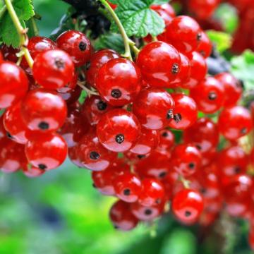 Ribes rubrum 'Jonkheer van Tets'