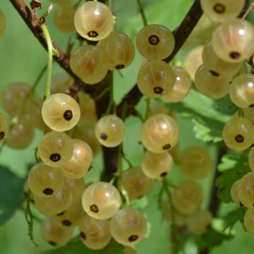 Ribes rubrum 'Witte Hollander'