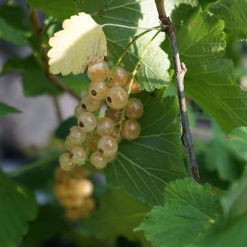 Ribes rubrum 'Witte Parel'