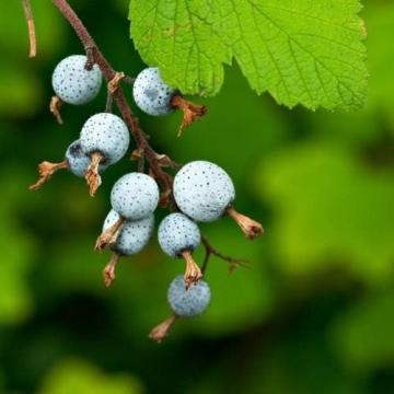 Ribes sang. 'King Edward VII'