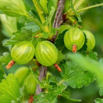 Ribes uva-crispa 'Hinnonmaeki Gron'