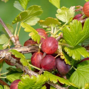 Ribes uva-crispa 'Hinnonmaeki Rod'