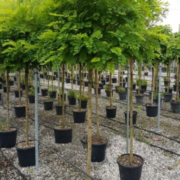 Robinia pseud. 'Umbraculifera'